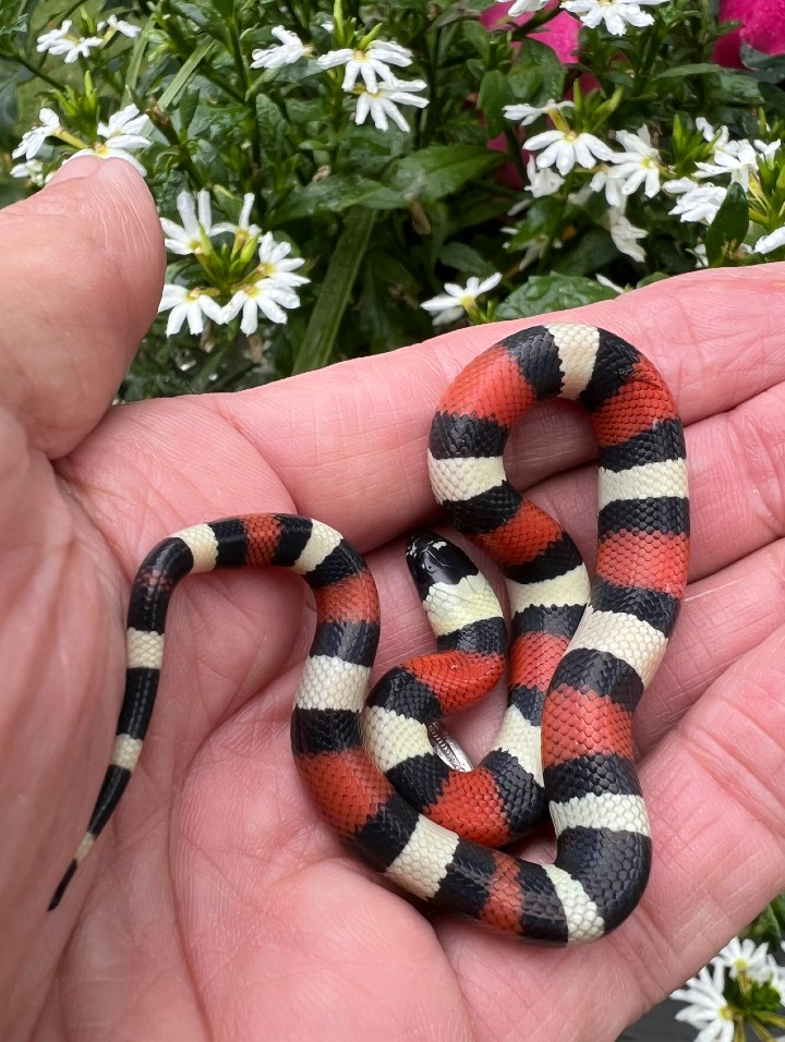 Pueblan Milk Snake